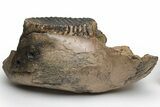 Woolly Mammoth Partial Mandible with M Molars - Germany #235236-2